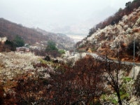 봄꽃의 향연 알프스 하동으로 봄나들이 떠나요