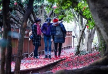 여수 오동도는 지금 봄 전령사 동백꽃 절정