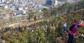 여수시민 참여로 동백숲 조성되는 웅천 이순신공원