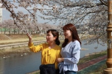 [포토] 영동천변 화사한 벚꽃길