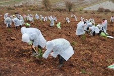 충남도, 제73회 식목일 15만 4000그루 심는다