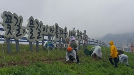 하동읍내 곳곳 화사한 봄꽃으로 피어난다