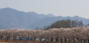괴산 청안면 벚꽃 대향연...봄 향기 가득
