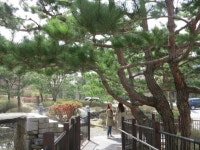 봄철 산책코스로 제격인 옥천군 장계관광지