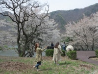 봄철 산책코스로 제격인 옥천군 장계관광지