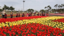 청주 문암생태공원 튤립 10만송이 활짝