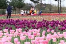 청주 문암생태공원 튤립 10만송이 활짝