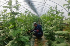 봄철 입맛 돋우는 안동 청정 농산물 본격 출하