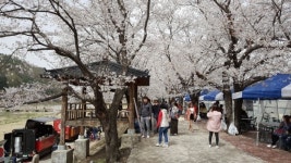 청주시 상당구, 미원천은 지금 늦은 벚꽃 만개 중~