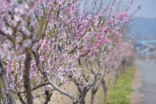 부여군 삼용1리, 분홍빛 복사꽃 따라 행복도 피어나요