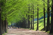 담양 메타세쿼이아랜드에 싱그러운 봄 향기 가득