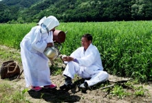 [포토뉴스] 보릿고개 생각나는 안동호 섬마을 청보리밭 축제