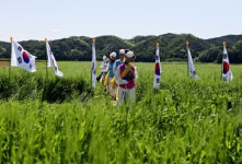 [포토뉴스] 보릿고개 생각나는 안동호 섬마을 청보리밭 축제
