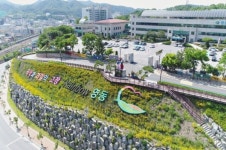 금계국으로 물들어가는 '영동'