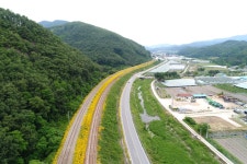 [영상 / 포토] 영동군, 금계국 꽃 으로 황금 물결