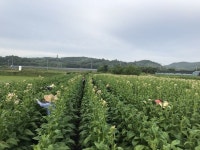 경상대 학생, 하동 옥종면서 농촌봉사활동