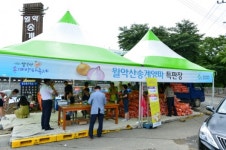 제천시 제16회 월악산 송계양파 축제 개막