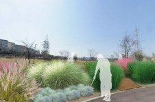 잠원한강공원 강바람에 핑크빛 억새물결 일렁인다