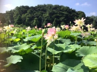 [포토/영상] 옥천군 구읍 연꽃 단지...청산면 해바라기 길