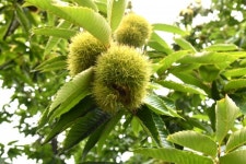 [우리농산물] 옥천군 우경농장, 9월에 배 꽃이 피다