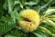 [우리농산물] 옥천군 우경농장, 9월에 배 꽃이 피다