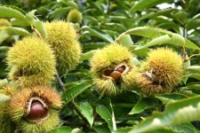 [우리농산물] 옥천군 우경농장, 9월에 배 꽃이 피다