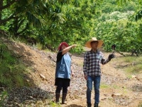 [우리농산물] 충주 지구네 밤 농원...김경일 권정아 부부