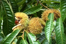 [우리농산물] 충주 지구네 밤 농원...김경일 권정아 부부