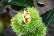 [우리농산물] 충주 지구네 밤 농원...김경일 권정아 부부