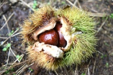 [우리농산물] 충주 지구네 밤 농원...김경일 권정아 부부