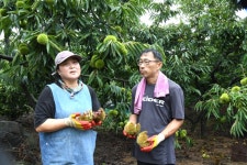 [우리농산물] 충주 지구네 밤 농원...김경일 권정아 부부