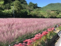 하동 북천 핑크뮬리 명소로 떠나볼까