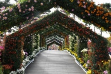 [포토뉴스] 제9회 유성 국화전시회 감상하기