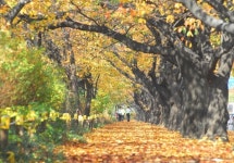 오색빛깔 서울 단풍길 90선 선정 발표