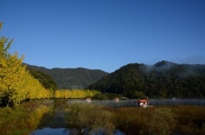 [영상 / 포토] 괴산군, 제5회 은행나무마을축제 성료
