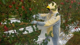 LX대구경북지역본부 안동지사, 농촌일손돕기행사