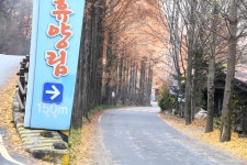 [포토뉴스] 장태산자연휴양림, 메타세쿼이아 나무 숲 장관!