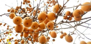 하동군 청암면  탐스런 돌배 주렁주렁