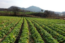 충주 구룡농원 절임배추 입소문 타 고(GO) 서울로 GO~