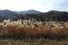 충주 구룡농원 절임배추 입소문 타 고(GO) 서울로 GO~