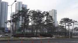 청주시, 도심소나무 이발했어요~