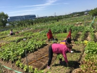 성남시민농원 실버텃밭 신청하세요