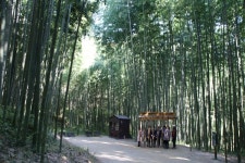 담양군, 한국관광 100선 담양 죽녹원 선정