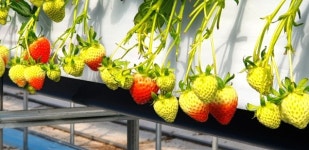 [포토 / 영상] 영동군, 태양농원 딸기 농장 탐방