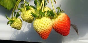 [포토 / 영상] 영동군, 태양농원 딸기 농장 탐방