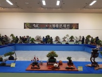 청주시, 최고 수준의 명품 분재전시회 열려