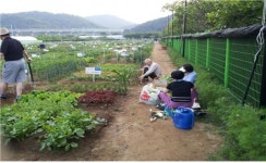 대구시 텃밭 2개소(팔현, 죽곡) 270구좌 분양·신청 접수