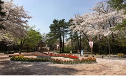 대구시설공단 도심공원봄꽃 한마당개최