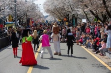 봄꽃향기 가득한 안동 꽃길여행