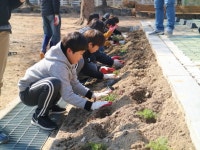 증평 죽리초 나무 한 그루에 학교사랑의 마음을